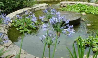 アガパンサスと池