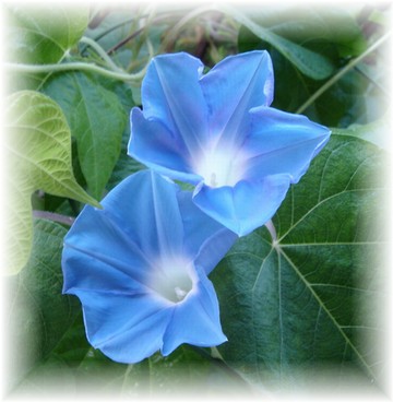 モーニング・ブルーの朝顔