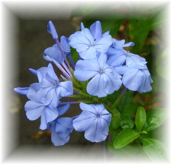 プルンバーゴ（るりまつり）