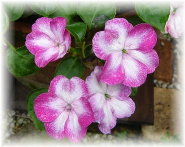 インパチェンス