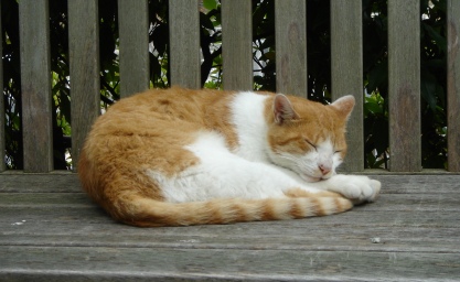 浄妙寺の猫