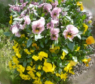 pansy