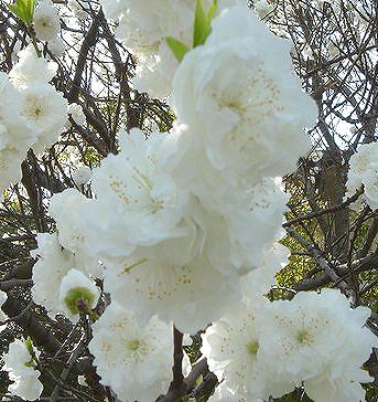 真っ白な八重桜