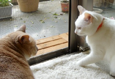 ララ♪とリリィ