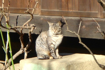 鎌倉浄智寺の猫