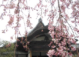 醍醐寺２