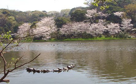 桜のある風景