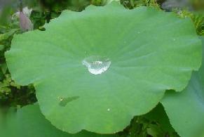 ハスの葉に・・大きな水玉、小さな水玉・・