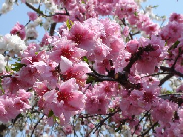 しだれ桃