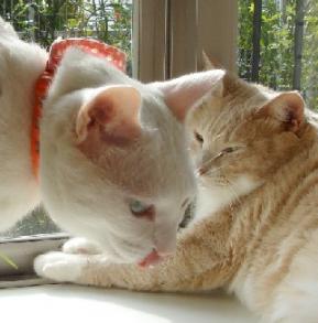 　ララ♪ちゃんとリリィたん　