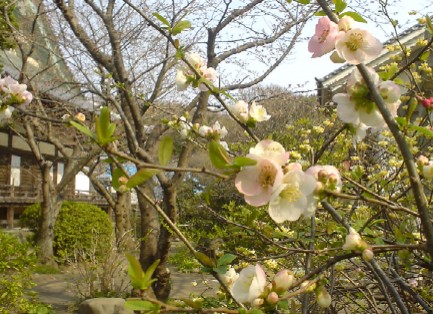 宝戒寺のボケの花