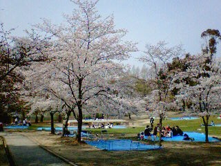 ２００８桜１