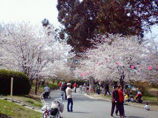 ２００８桜２