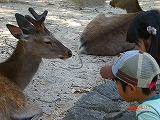 鹿