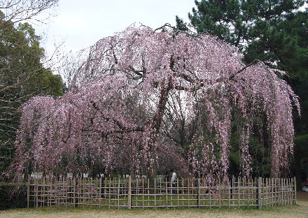 sakura_2006326