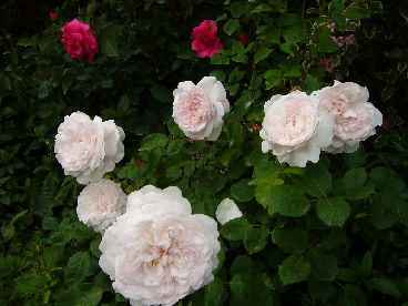 englishrose200601