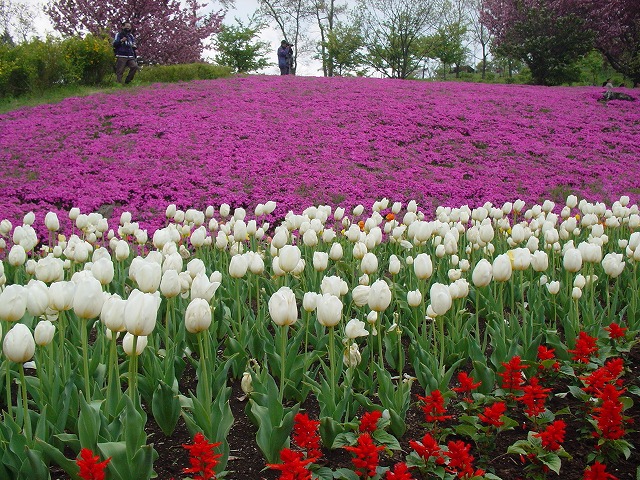 フラワーヒル菊池高原