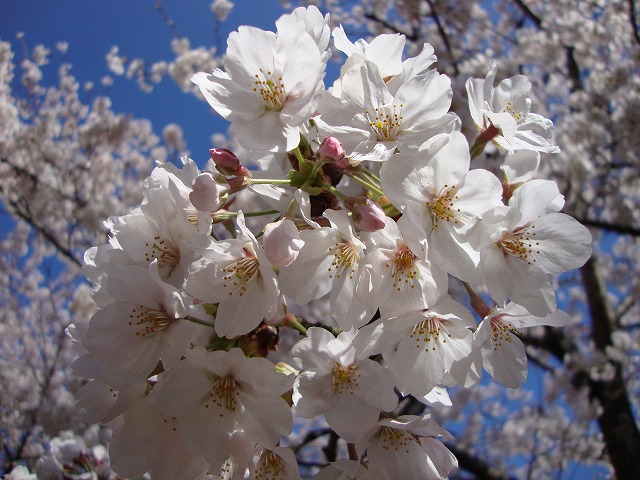 桜