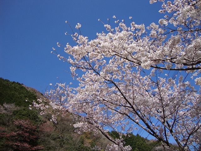 桜