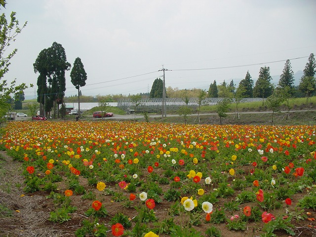 フラワーヒル菊池高原