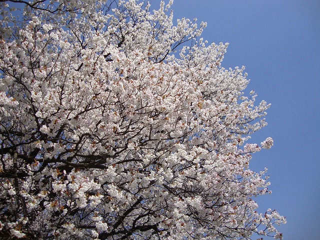 一心行の大桜