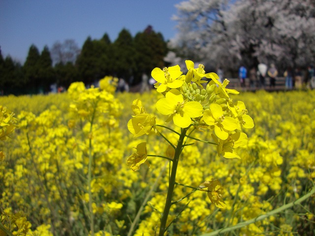 菜の花