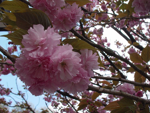 八重桜（赤）