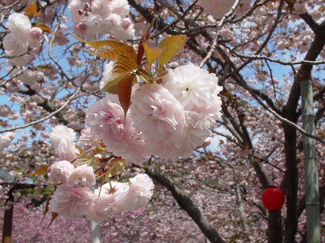 八重桜（白）