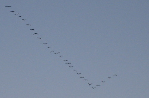 元旦Ｖ字渡り鳥