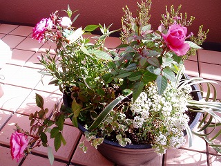 s-P1010318.jpg