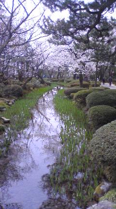 kawa