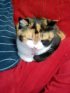 兄の太ﾓﾓの上のﾘﾅ