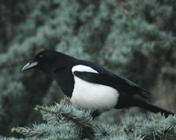 magpie