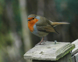 robin