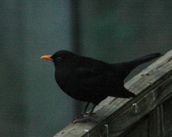 blackbird