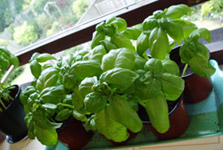 basilgrown