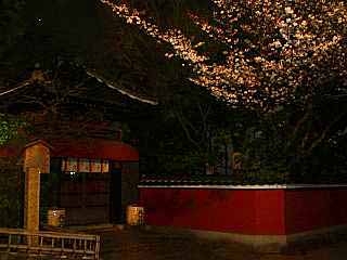 長建寺の桜.jpg