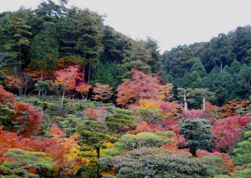 銀閣寺の紅葉.jpg