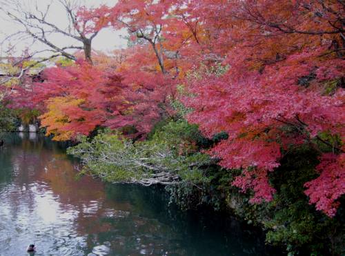 永観堂お庭の紅葉とお池.jpg