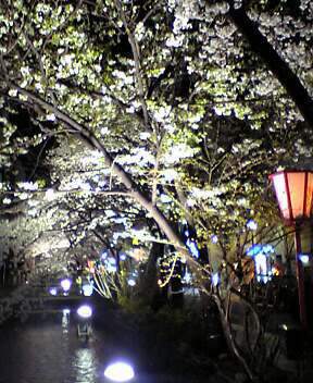 木屋町の桜　３.jpg