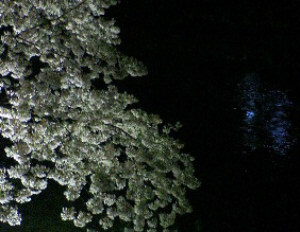 川面の夜桜.jpg