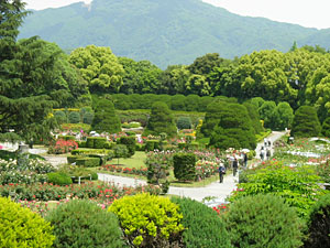 京都市植物園バラ園.jpg