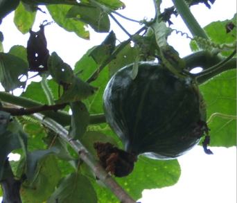 kabocha1.jpg