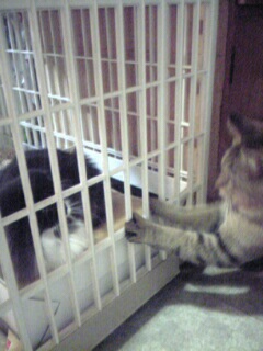 きん＆風ちゃん