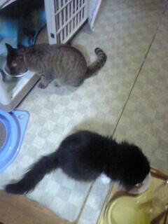 ２匹そろってご飯