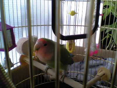 アラッ なーにッピ?