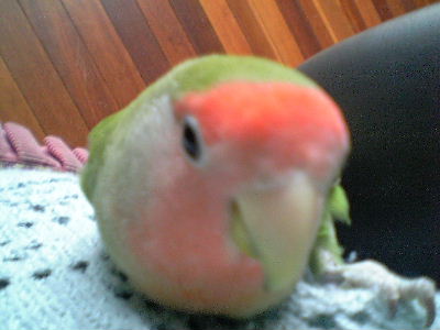 アップにも充分耐えられるピッ