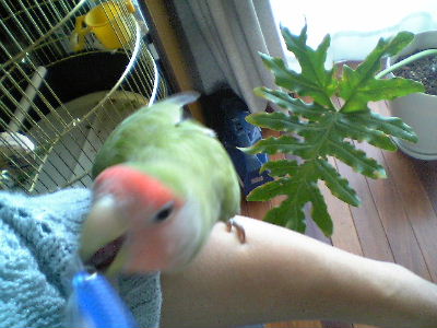 や、新しいストラップつけたなピッ