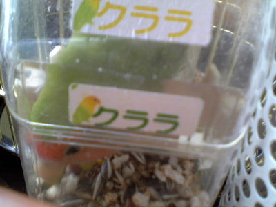 こんなに美味しいの初めてピッ