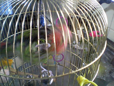 シャワーのあとはぶるんぶるんピッ